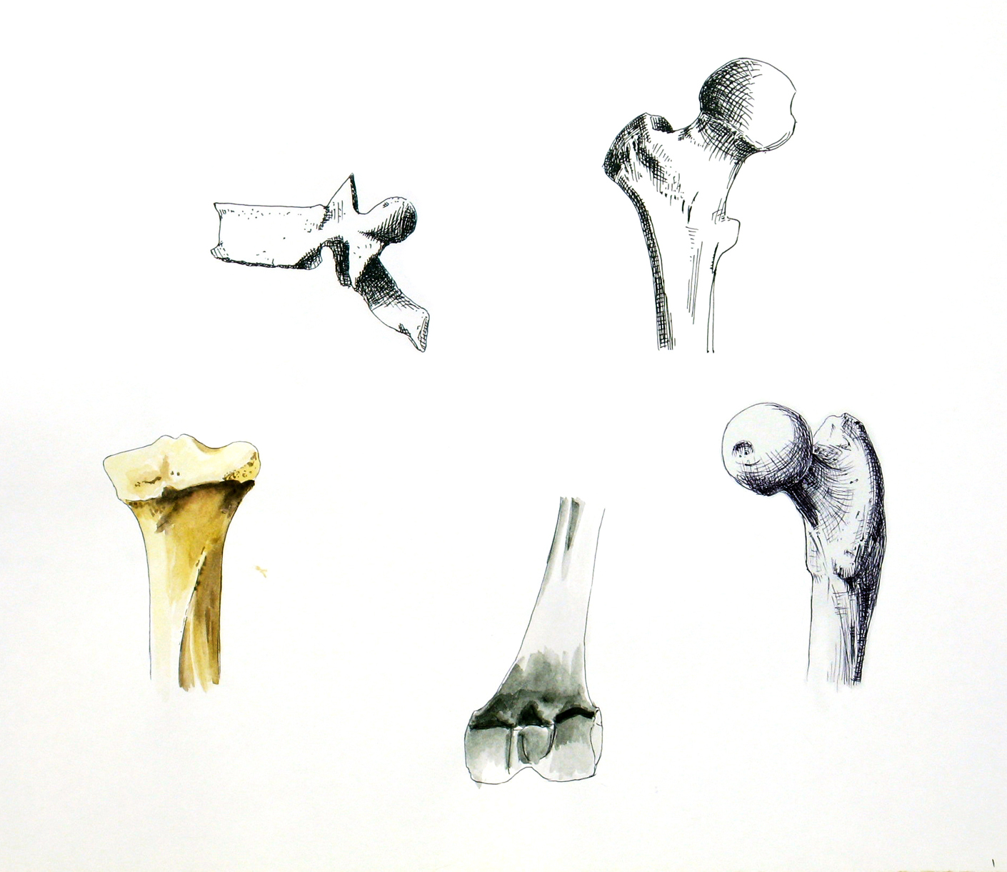 1410x1221 Justine Shih - Watercolor Bones