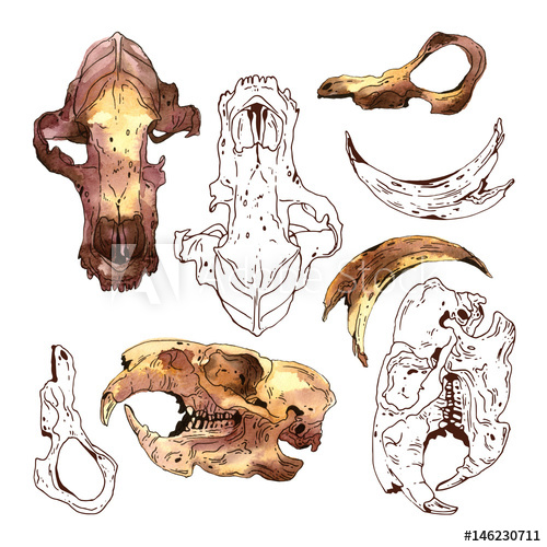 500x500 Watercolor Skulls And Bones Of Wild Animals - Watercolor Bones