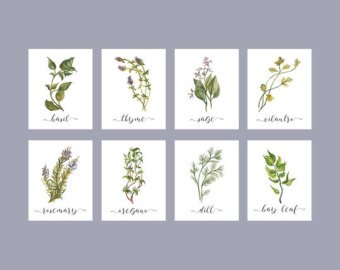 340x270 Herb Printable Set Of 8 Rustic Kitchen Decor Watercolor Etsy - Watercolor Botanical Prints