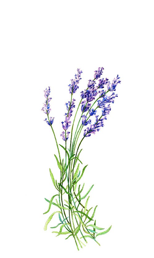 499x834 Lavender Botanical Print Illustration Watercolor Garden Summer - Watercolor Botanical Prints