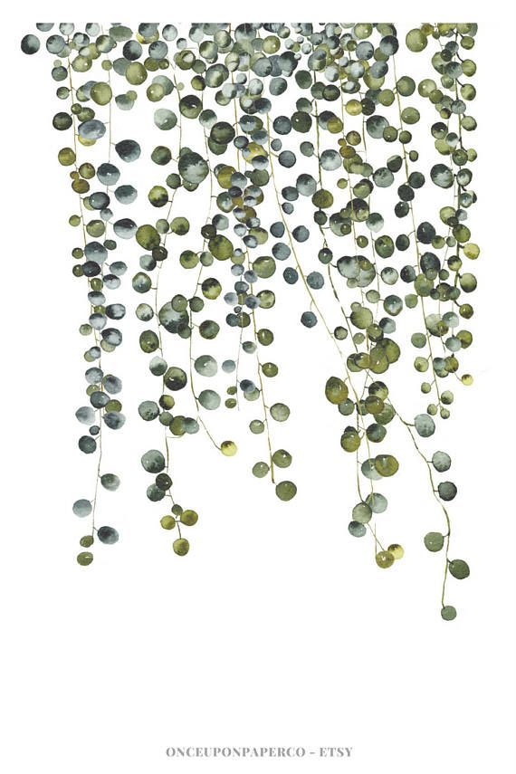 570x855 Pearl Plant Print, Botanical Print Set, Succulent Print, Wall Art - Watercolor Botanical Prints