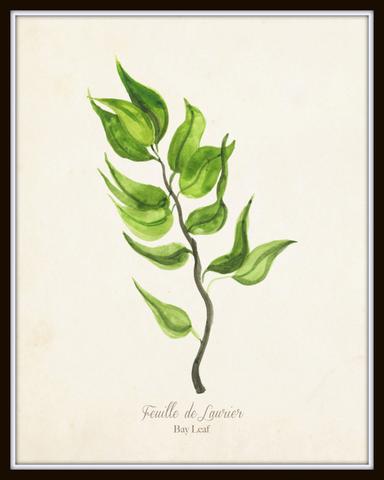 384x480 Watercolor Herbs Print Set No.5 - Watercolor Botanical Prints