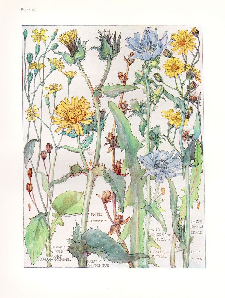 756x1000 Wild Chicory - Watercolor Botanical Prints