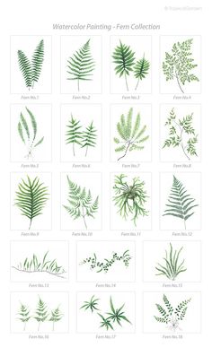 236x397 Free Download Fern Prints Art Ideas Fern, Prints - Watercolor Botanical Prints