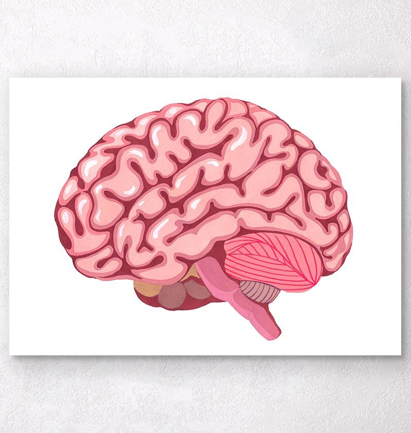 800x842 Brain Anatomy, Side View - Watercolor Brain