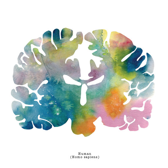 570x570 Human Brain Art Print 12 X 12 Watercolor Gift Ideas - Watercolor Brain