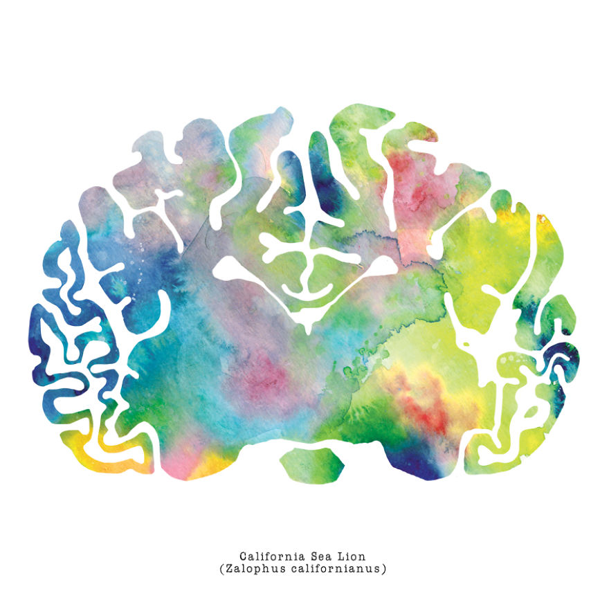 880x880 I Watercolor Animal Brain Scans Bored Panda - Watercolor Brain