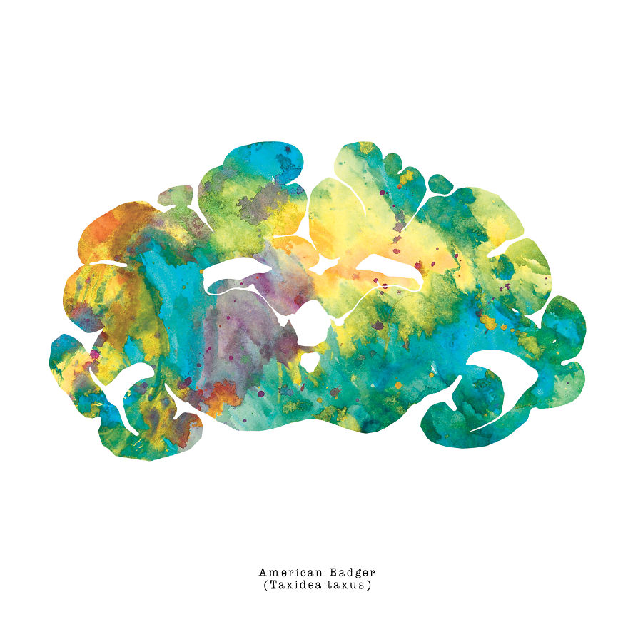 880x879 I Watercolor Brain Scans Of Animals (Part 2) Viral Dog - Watercolor Brain