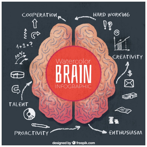 626x626 Watercolor Infographic Of Human Brain Vector Free Download - Watercolor Brain