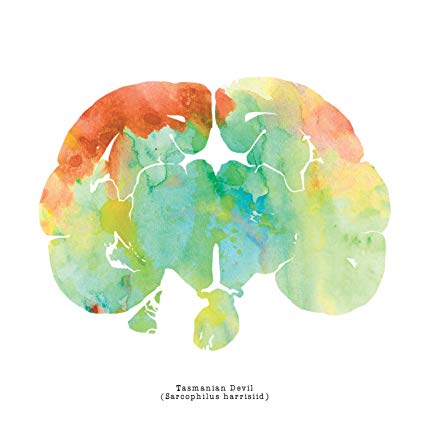 425x425 J. Sayuri Tasmanian Devil Watercolor Brain Art Print - Watercolor Brain