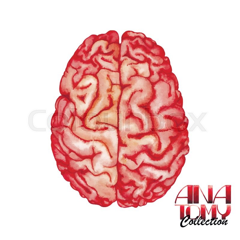 800x800 Anatomy Collection - Watercolor Brain