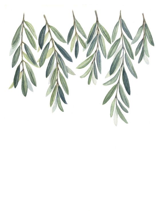 570x738 Olive Branches Art Print - Watercolor Branches