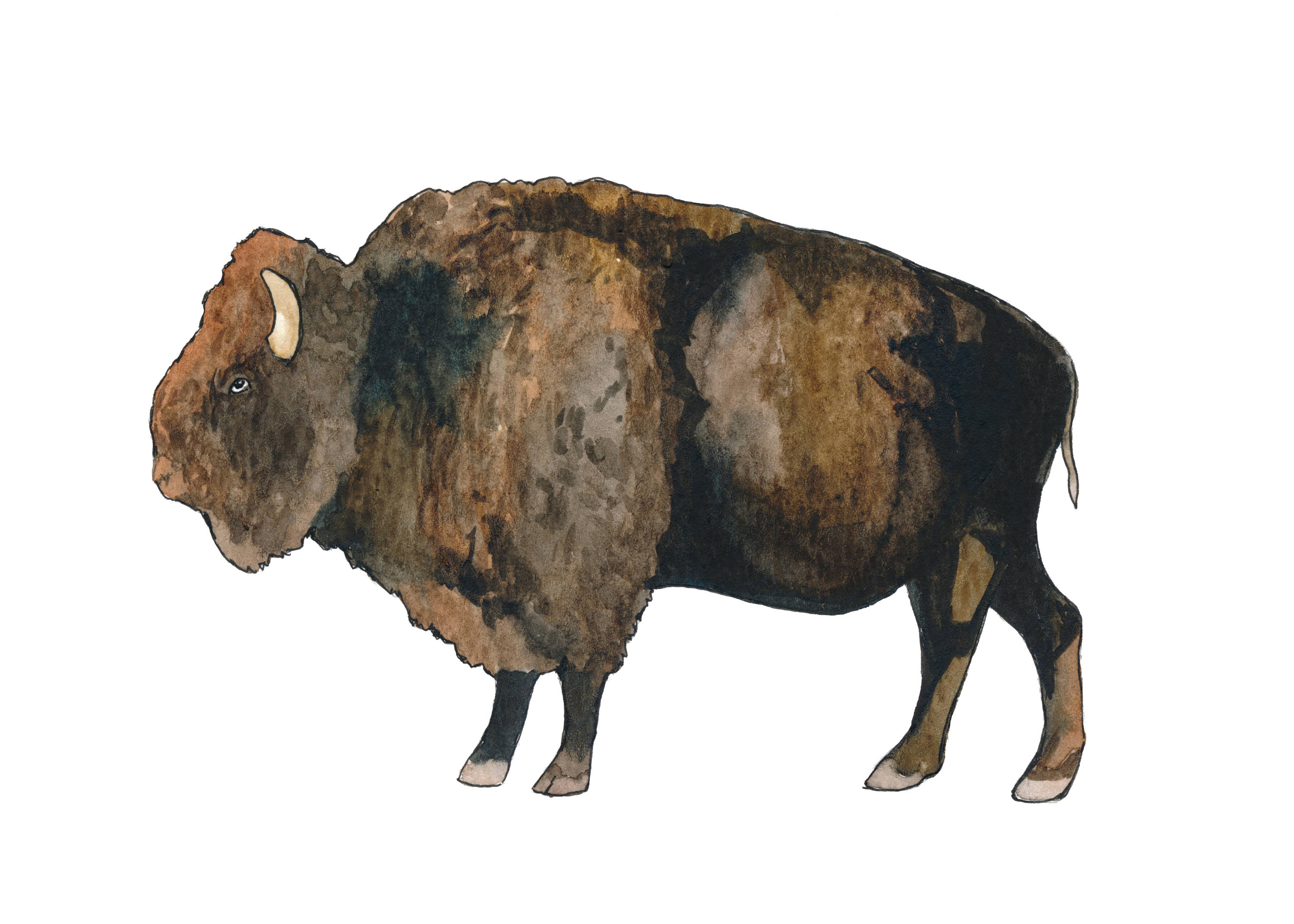 3000x2143 Watercolor Buffalo Print - Watercolor Buffalo
