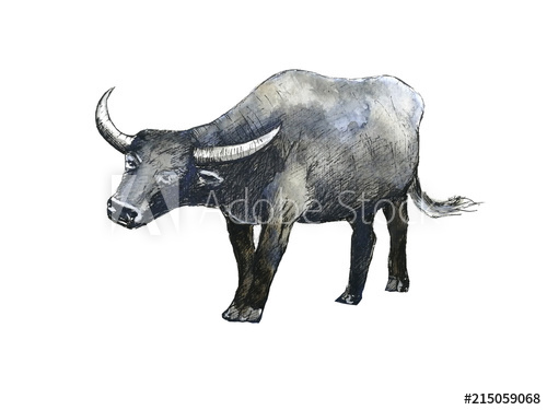 500x375 Watercolor Buffalo Hand Drawn Isolated White Background. - Watercolor Buffalo