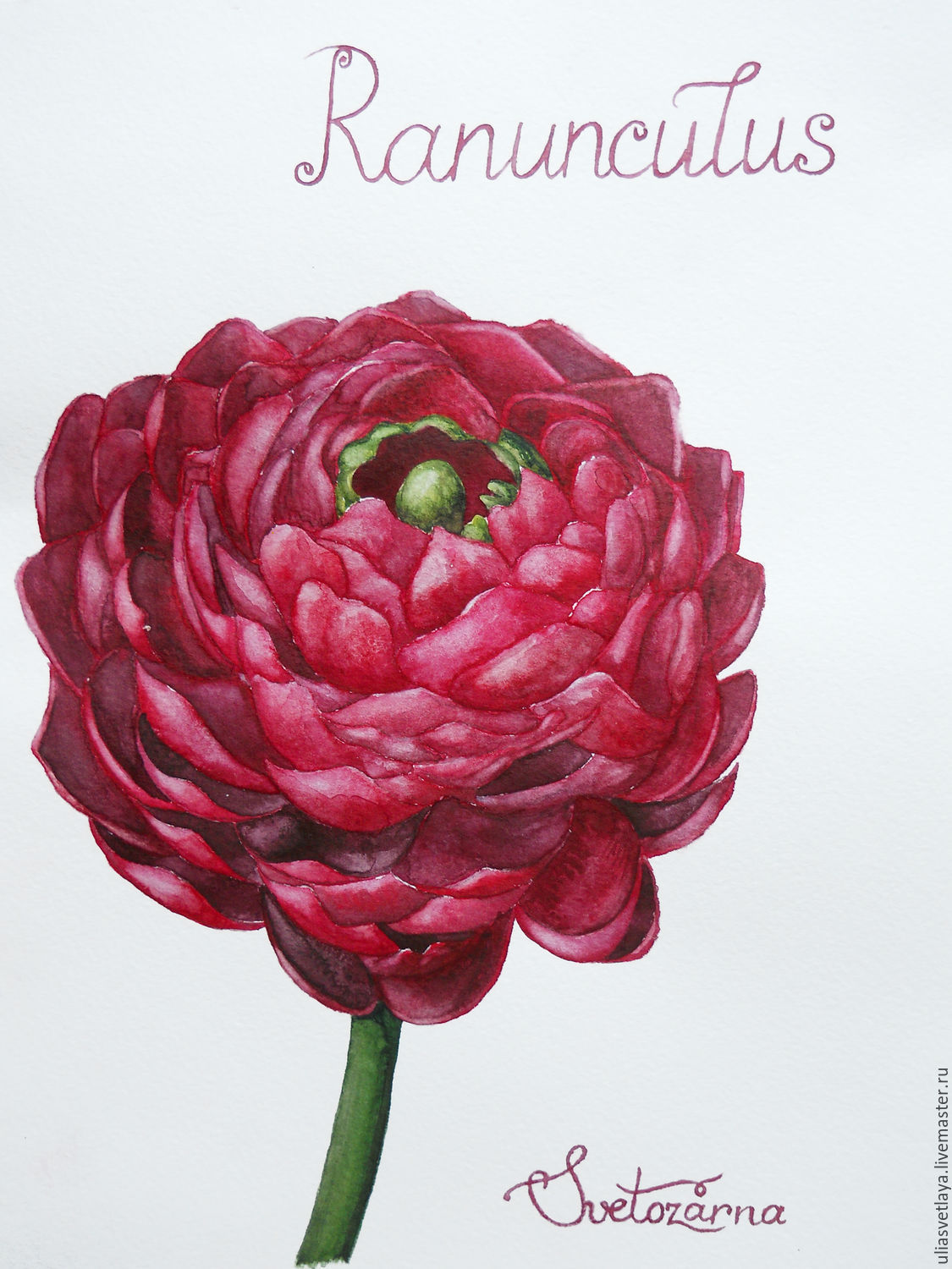 1125x1500 Burgundy Buttercup. Watercolor Shop Online On Livemaster With - Watercolor Burgundy