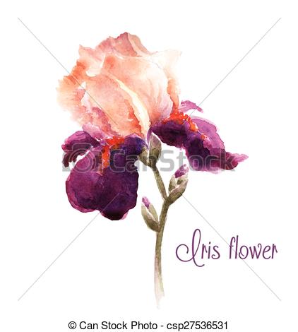 422x470 Burgundy Watercolor Iris Flower. Watercolor Illustration For - Watercolor Burgundy