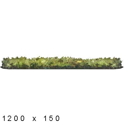 400x400 Drawn Shrub Watercolour - Watercolor Bushes