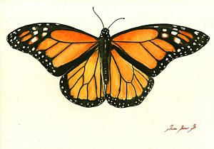 300x210 Butterfly Watercolor Paintings Fine Art America - Watercolor Butterfly Art