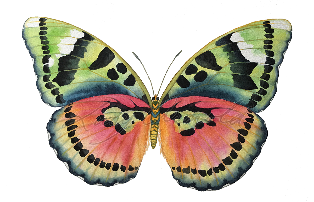 1200x774 Common Pink Forester Butterfly - Watercolor Butterfly Images