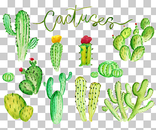 310x259 Free Download Cactaceae Watercolor Painting Stock , Cactus Png - Watercolor Cactus Clipart