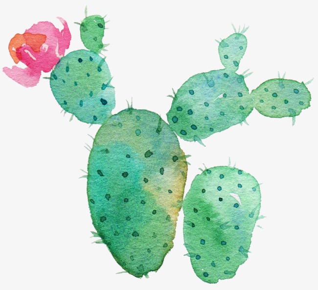 650x591 Green Cactus, Flowering Cactus, Watercolor Green Cactus, Drawing - Watercolor Cactus Clipart