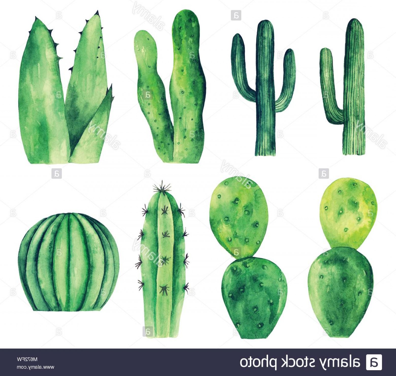 1560x1479 Stock Photo Watercolor Cactus Vector Clip Art Green Botanical - Watercolor Cactus Clipart