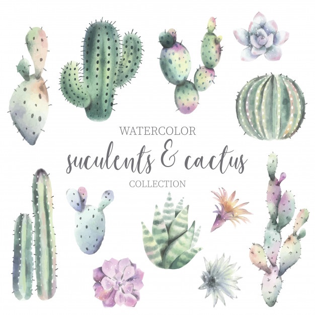 626x626 Cactus Vectors, Photos And Psd Files Free Download - Watercolor Cactus Flower