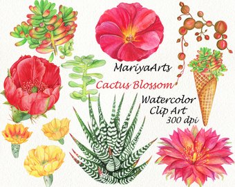 340x270 Cactus Watercolor Etsy - Watercolor Cactus Flower