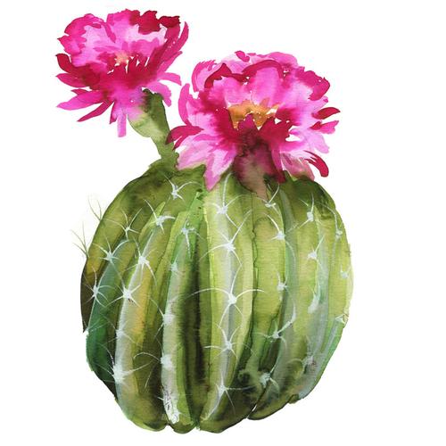 500x500 Flowering Cactus Watercolor Paint Tutorial - Watercolor Cactus Flower