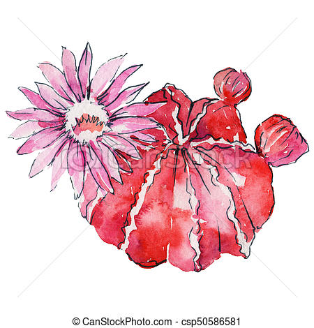 450x470 Wildflower Cactus Flower In A Watercolor Style Isolated. Full Name - Watercolor Cactus Flower