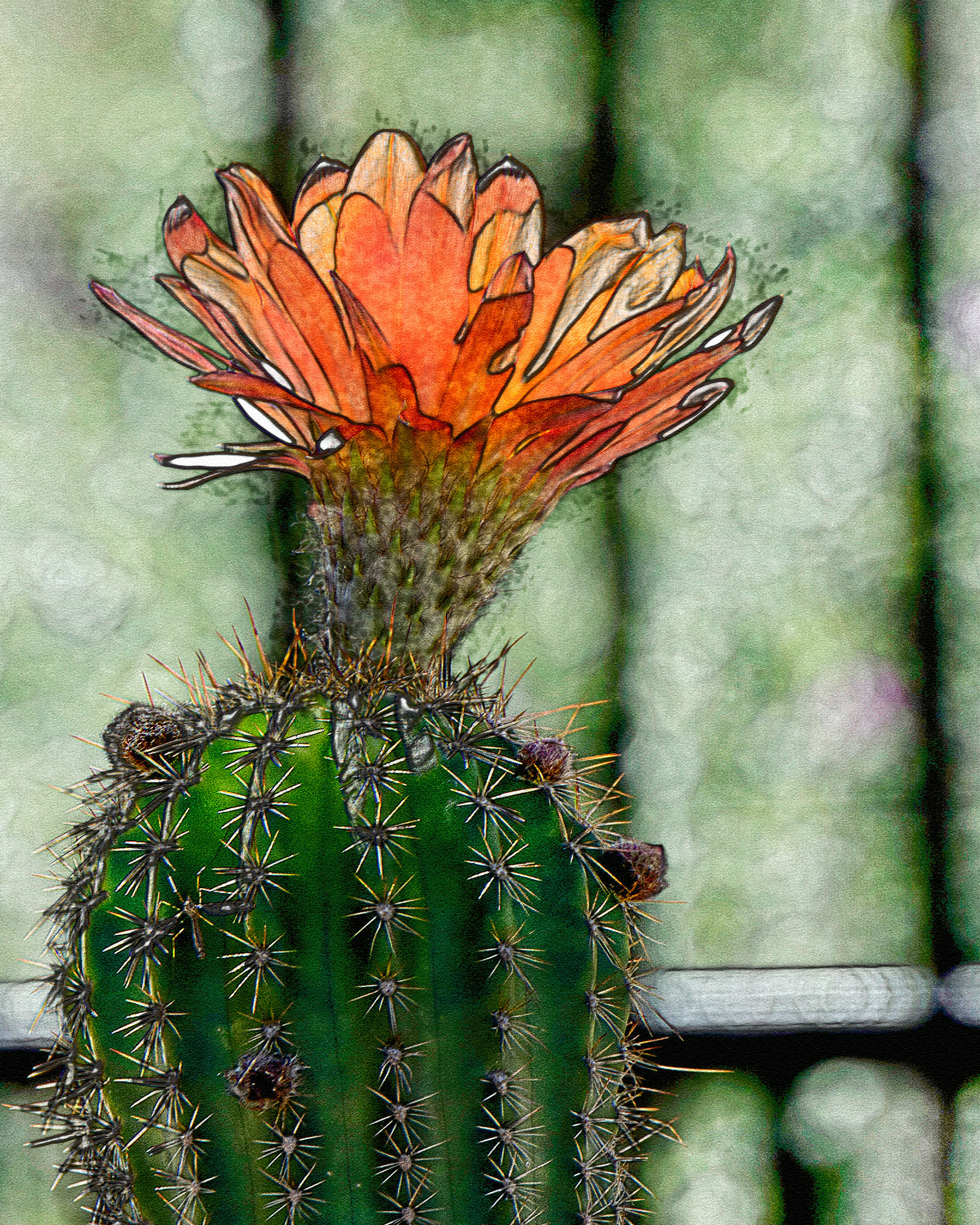 1920x2400 Backlit Orange Cactus Flower - Watercolor Cactus Flower
