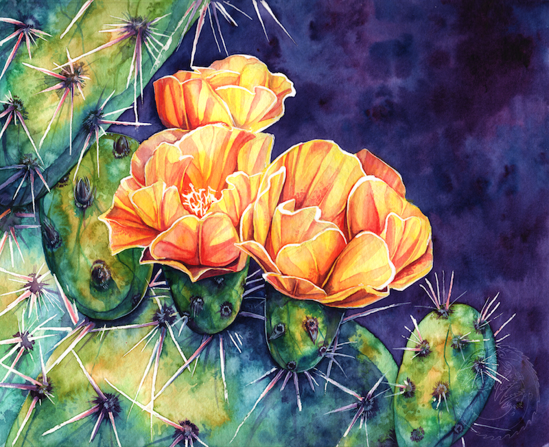 800x651 Cactus Flower Watercolour By Simkaye - Watercolor Cactus Flower