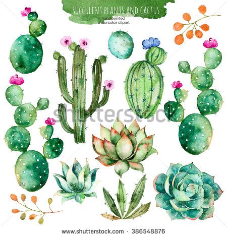 450x470 Set Of High Quality Hand Painted Watercolor Elements For Your - Watercolor Cactus Vector