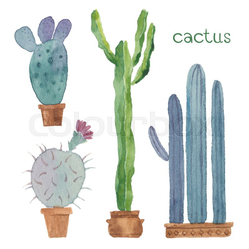 800x800 Cactus Isolated On White Background. Vector, Watercolor Hand Drawn - Watercolor Cactus Vector
