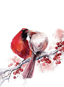 219x300 Cardinal Watercolor Paintings Fine Art America - Watercolor Cardinal