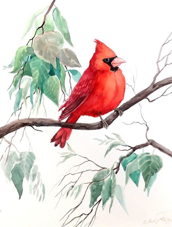 570x751 Cardinal Bird, Original Watercolor Painting, 12 X 9 Watercolor - Watercolor Cardinal