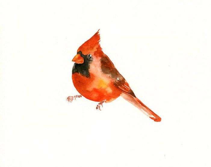 701x556 How To Draw A Cardinal Unique Cardinal Original Watercolor - Watercolor Cardinal