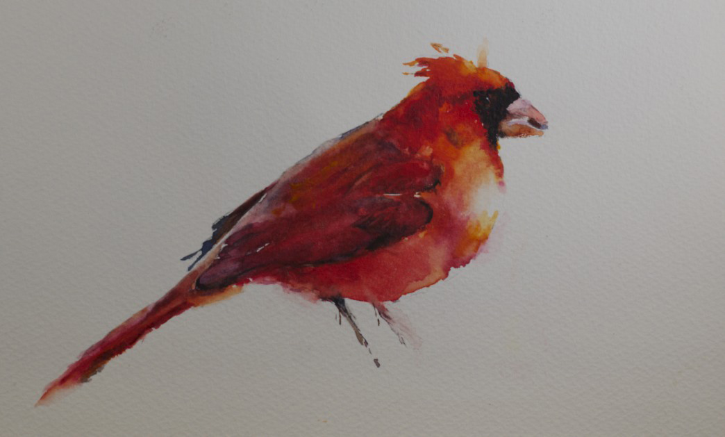1044x629 Sue Churchgrant Daily Painting Cardinal Watercolor - Watercolor Cardinal