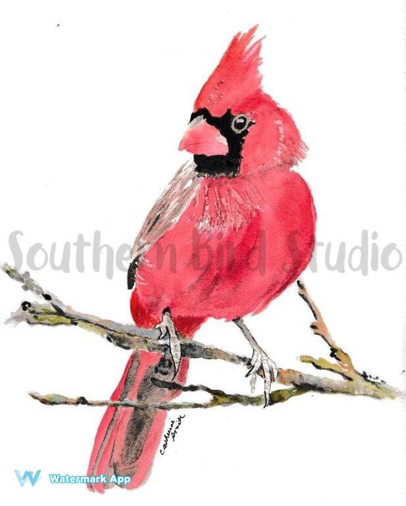 570x711 Cardinal Watercolor Cardinal Watercolor Birds Red Birds Etsy - Watercolor Cardinal