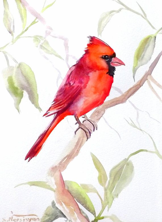 570x779 Watercolor Cardinal Images Red Cardinal, Original Watercolor - Watercolor Cardinal