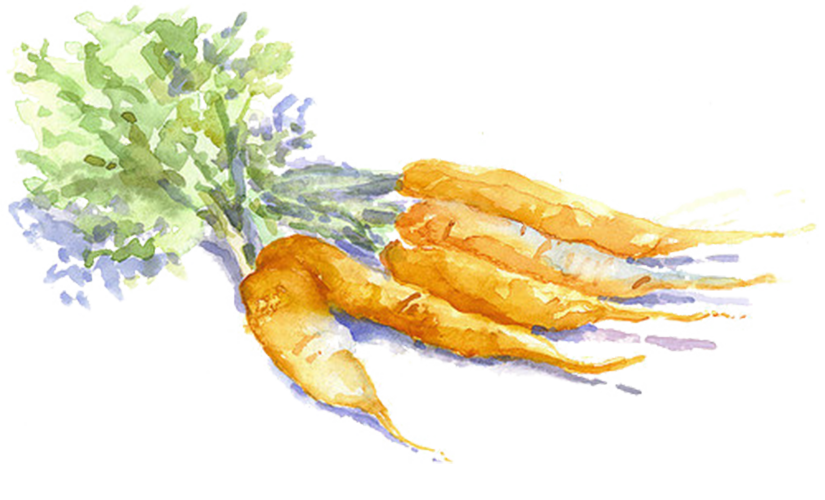 825x500 15 Carrots Png Watercolor For Free Download On Mbtskoudsalg - Watercolor Carrot