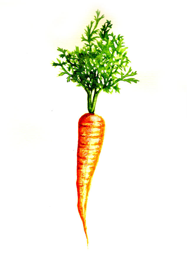 634x900 The Big Carrot Painting By Julie Lamb - Watercolor Carrot