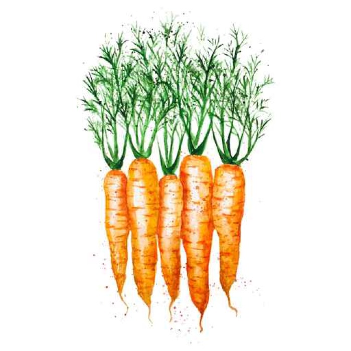 700x700 Vector Watercolor Carrots, Isolated On White Background Wall Mural - Watercolor Carrot