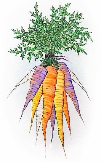 341x550 Purple And Orange Watercolor Carrot Bunch Drawing. Posters By - Watercolor Carrot