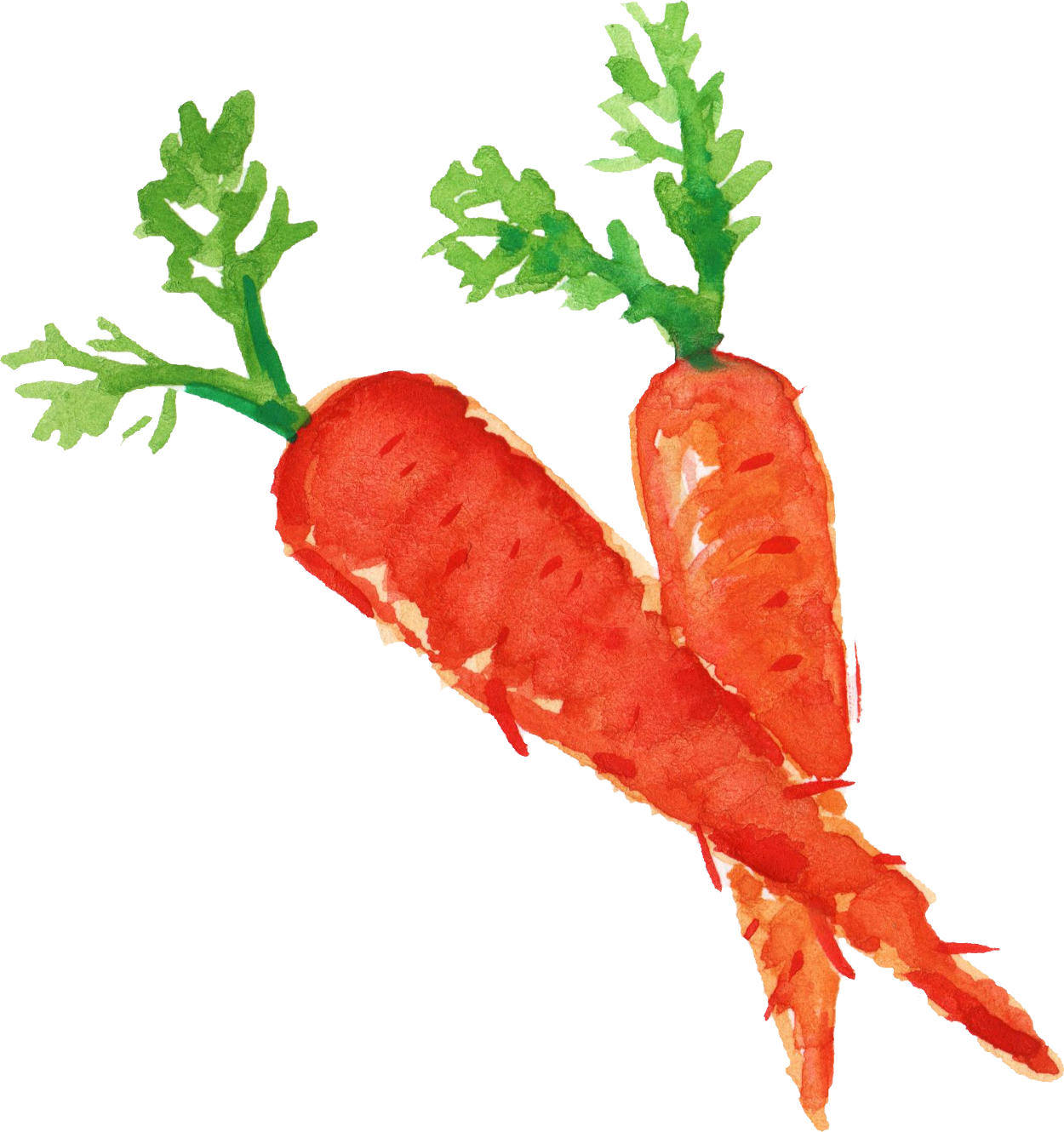 1250x1330 Watercolor Carrot 2 - Watercolor Carrot