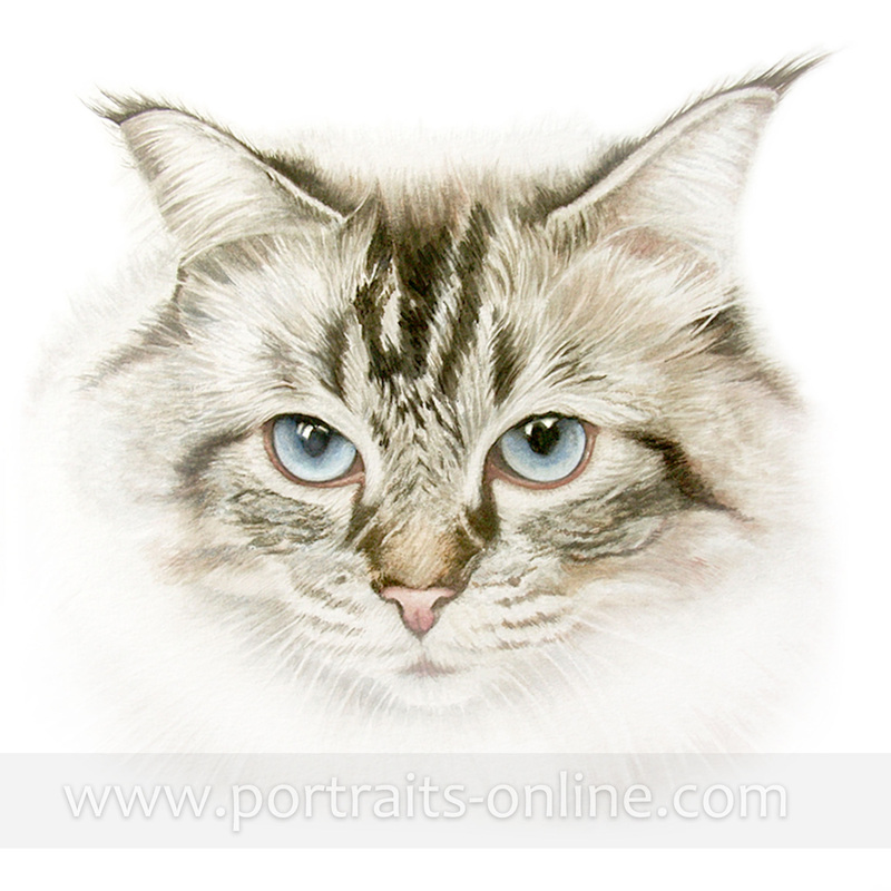 800x800 Blue Eyed Cat Watercolour Portrait Painting - Watercolor Cat Eyes