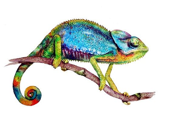 570x414 Chameleon Watercolor Art Print , Watercolor Painting, Print - Watercolor Chameleon