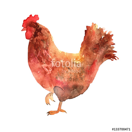 500x500 Chicken Hand Drawn In Watercolor. Stock Photo And Royalty Free - Watercolor Chicken