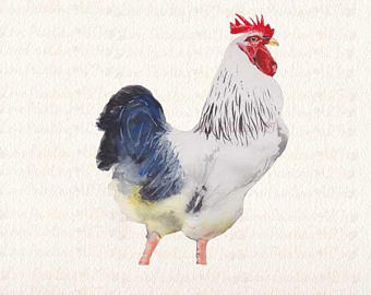 340x270 Chicken Watercolor Etsy - Watercolor Chicken