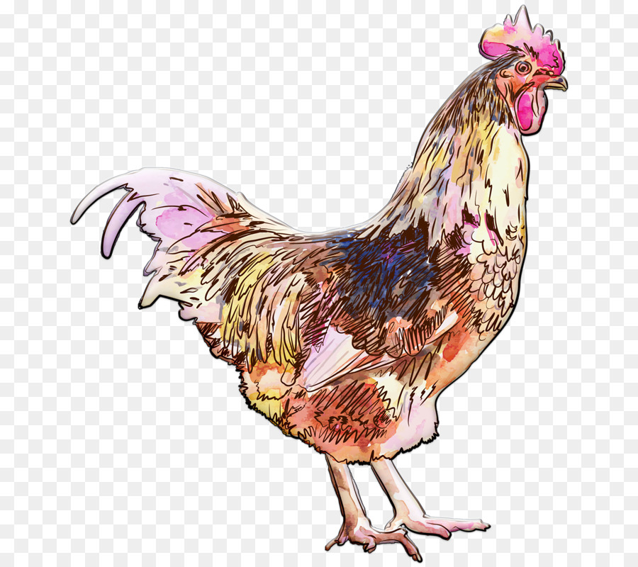 900x800 Download Rooster Watercolor Painting Drawing Chicken Watercolor - Watercolor Chicken